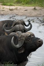 Afrikanischer Büffel (54 von 102).jpg